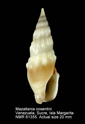 Mazatlania cosentini (2).jpg - Mazatlania cosentini(Philippi,1836)